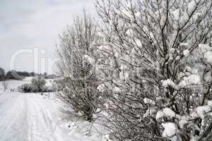 Fresh white snow lies on the branches of bushes and trees.