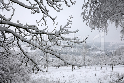Fresh white snow lies on the branches of bushes and trees.