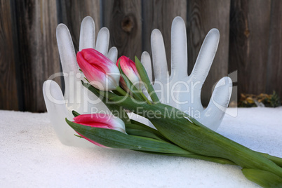 Tulips in the snow on the background of ice hands