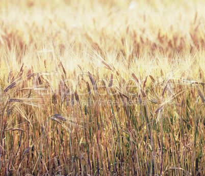 Close-up of wheat field