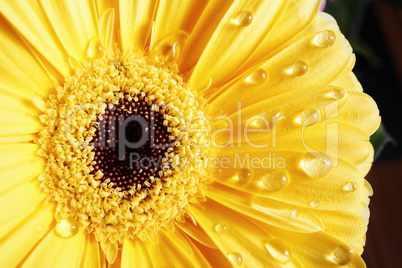 Yellow gerbera flower