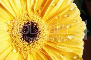 Yellow gerbera flower