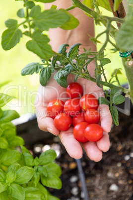 Woman Picking Ripe Cherry Tomatoes On The Vine in the Garden