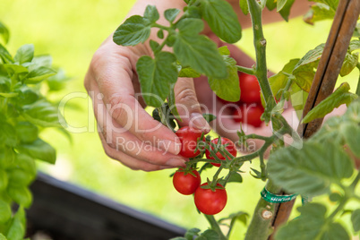 Woman Picking Ripe Cherry Tomatoes On The Vine in the Garden