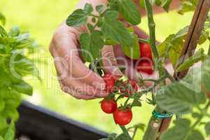Woman Picking Ripe Cherry Tomatoes On The Vine in the Garden