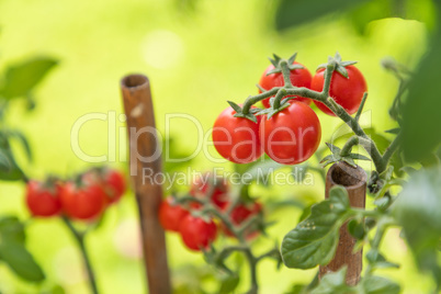 Ripe Cherry Tomatoes On The Vine In Garden