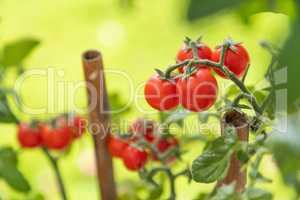 Ripe Cherry Tomatoes On The Vine In Garden