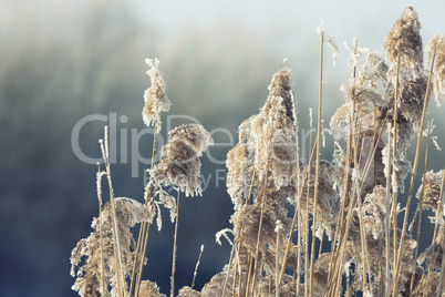 frozen reeds