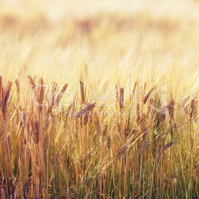 Ears of wheat