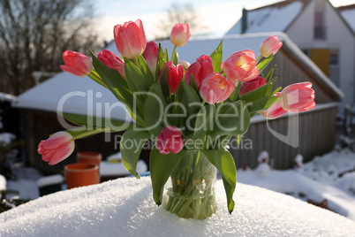 A bouquet of red tulips in a vase in the snow