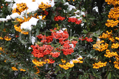 Pyracantha branches with bright orange ripe berries in winter