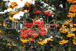 Pyracantha branches with bright orange ripe berries in winter