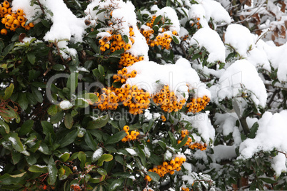 Pyracantha branches with bright orange ripe berries in winter