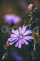 Flower of common chicory