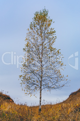 Birch tree on hillside