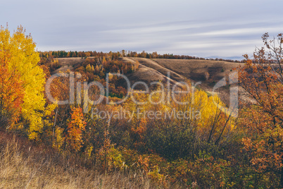 Autumnal forest on the hillside