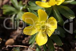 Eranthis hyemalis is a plant found in Europe