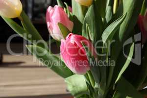 Spring bouquet of tulips on a blurred background
