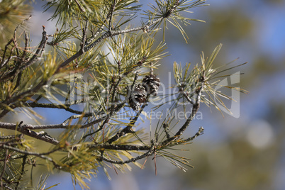 Green pine branches with cones in the forest
