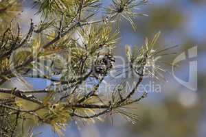 Green pine branches with cones in the forest