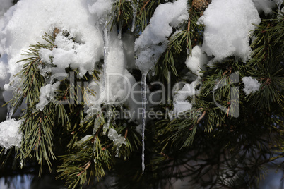 The snow on the fir melts in the spring, forming ice icicles