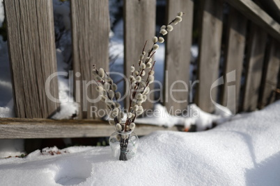 A bunch of blossoming pussy willow in a vase stands in the snow