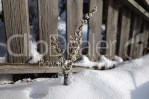 A bunch of blossoming pussy willow in a vase stands in the snow