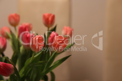 Red tulips on a blury brown background