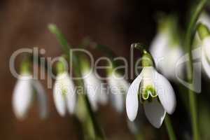 The beautiful snowdrop flower dissolves in the spring
