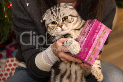 A beautiful cat receives a Christmas present