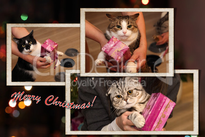 Postcard - Merry Christmas. Beautiful cats get Christmas presents.