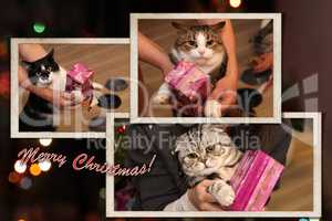 Postcard - Merry Christmas. Beautiful cats get Christmas presents.