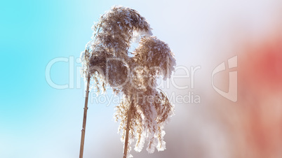 frozen reeds