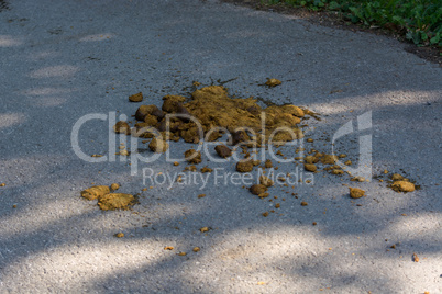 Horse manure, droppings or piles