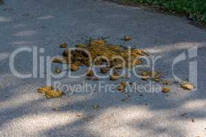 Horse manure, droppings or piles