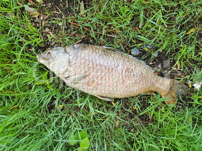 Dead fish on a green meadow. Concept fish killing