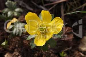 Eranthis hyemalis is a plant found in Europe