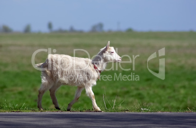 Hornless goat walking