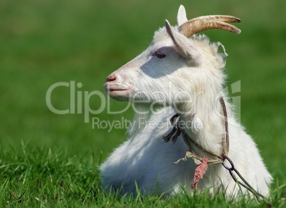 Goat in the meadow