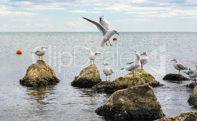 Seagulls on the stones