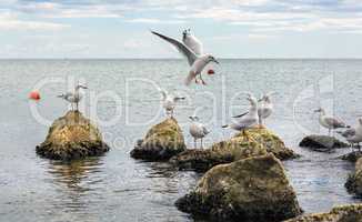 Seagulls on the stones