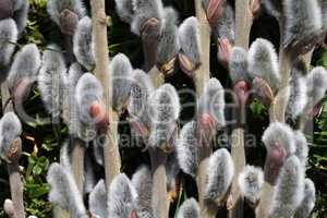 Spring. Willow branch with white fluffy buds