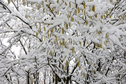 Fresh white snow lies on the branches of bushes and trees
