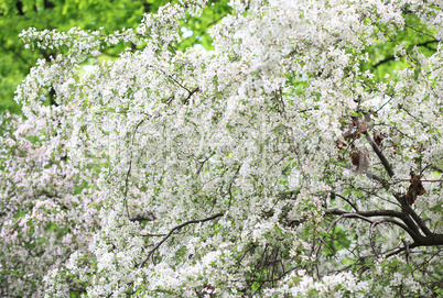 cherry-tree flower