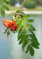 ashberry at dry sunny day