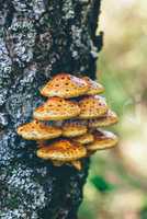 Pholiota aurivella mushrooms on a birch