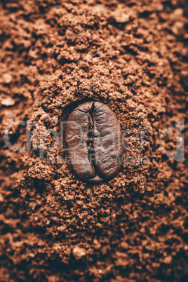 Coffee bean on heap of grinded coffee
