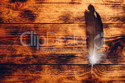 Hawk feather over wooden table