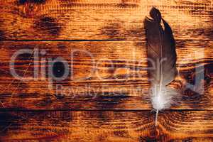 Hawk feather over wooden table