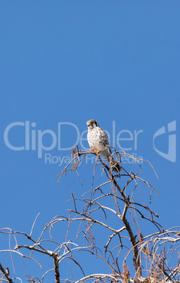 Female Southeastern American kestrel Falco sparverius paulus per